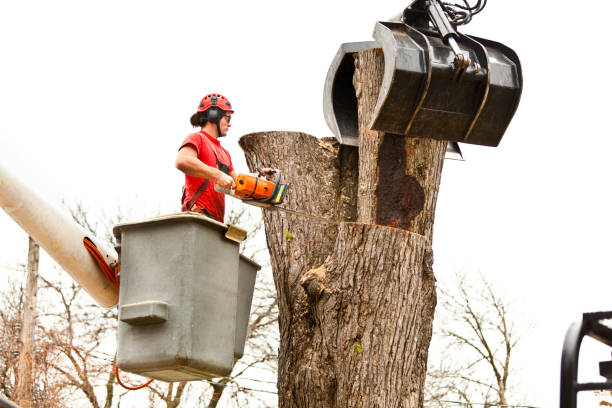 Best Tree Maintenance Programs  in USA